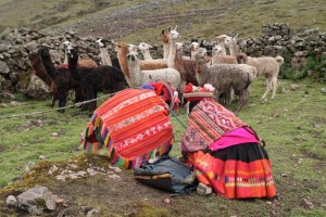 Quechua familie met kudde alpaca's en lama's