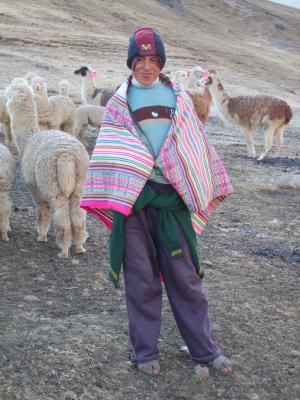 alpaca herder