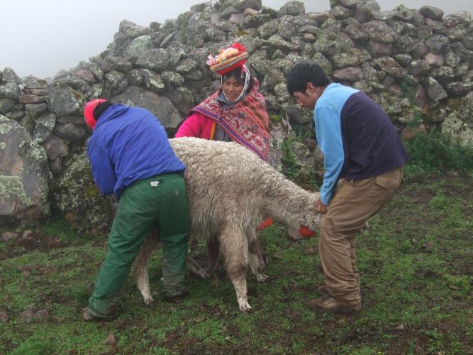 alpaca medicijn toedienen