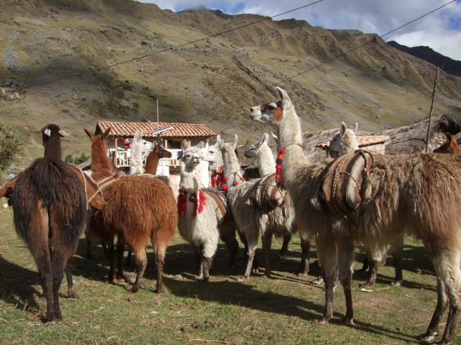 de eerste groep lama's