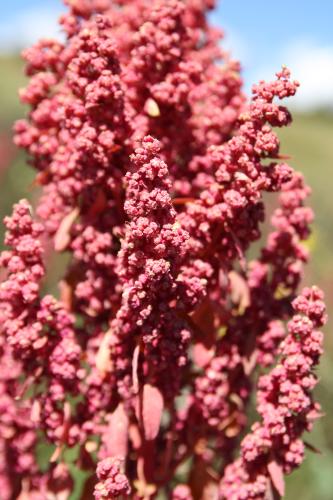 detail van quinoa