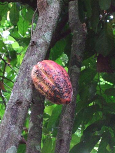 een verdwaalde cacao vrucht