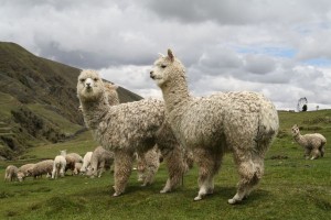 kudde alpaca's in het bergdorp Sasicancha