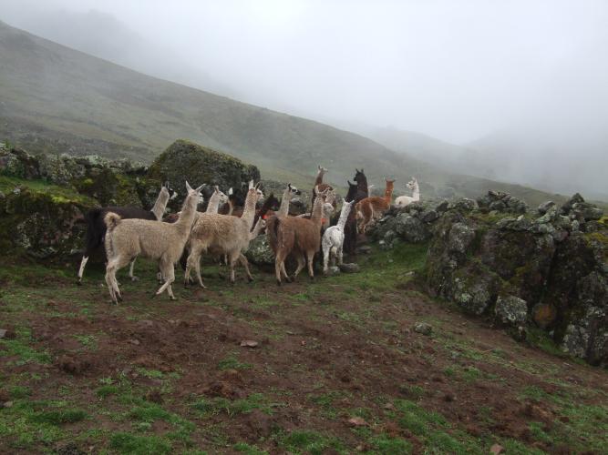 kudde alpaca's