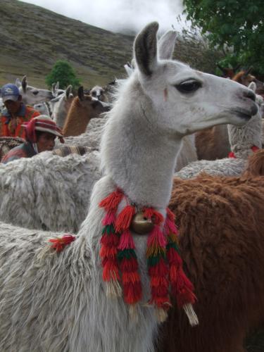 lama met haslversiering