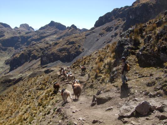 llama trek over de bergpas