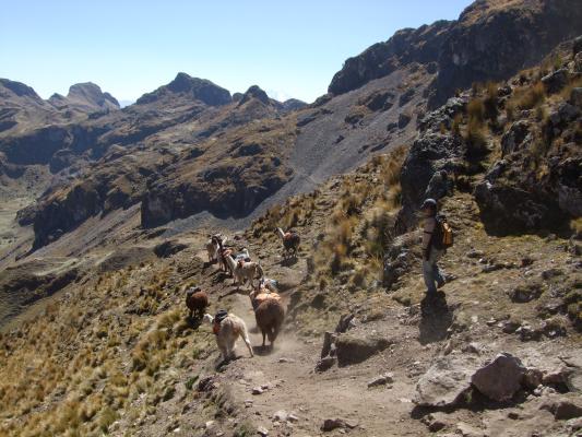 llama trek over de bergpas llama trek over de bergpas