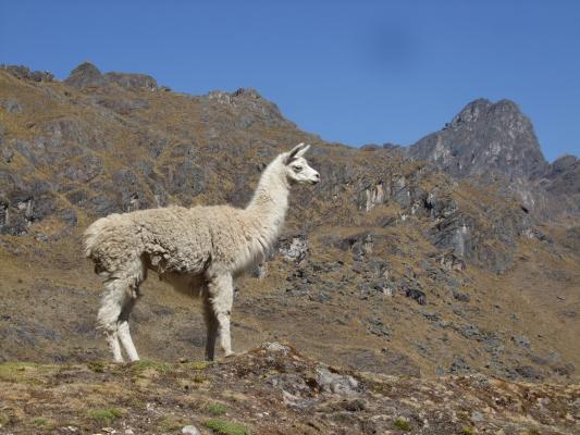 llama llama