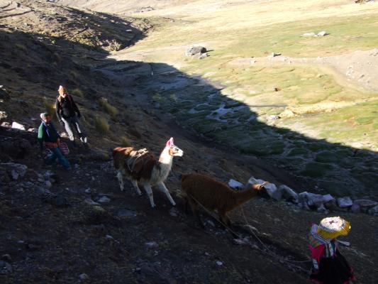 met de lama's op pad met de lama's op pad