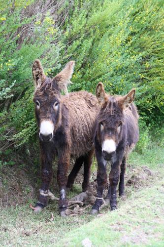 twee jonge ezels onderweg naar Chinchero